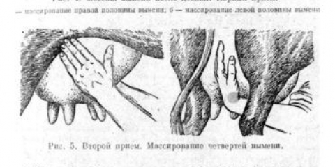 Koliko vremena prije teljenja krava sipa svoje vime